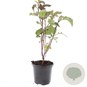 Physocarpus opulif. 'Diabolo' GM C1.3