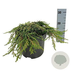 Juniperus comm. 'Lemon Carpet' 40-50 cm 6L
