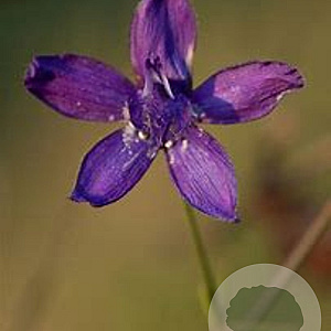 Delphinium (E) 'M.F. D.B.Dark Bee' GM 2,0L