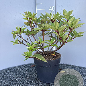 Hydrangea pan. 'Wim's Red' 30-40 cm 4,5L