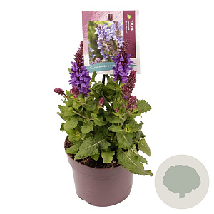 Salvia sylv. Blue Marvel GM 2,0L