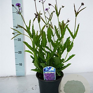 Verbena rigida GM C5
