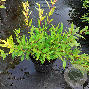 Deutzia gracilis 25-30 cm 3,0L
