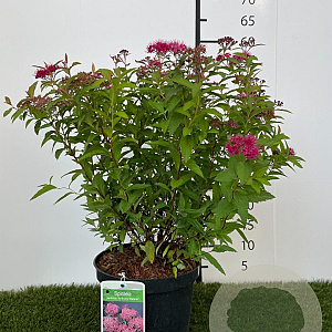 Spiraea jap. 'Anthony Waterer' 25-30 cm 3,0L