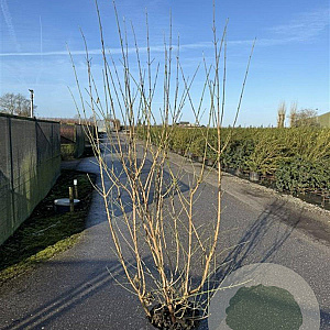 Cornus mas 175-200 cm 20L