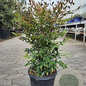 Nandina domestica 60-80 cm 10L
