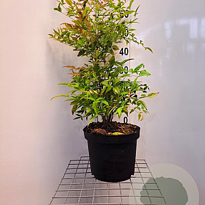 Nandina domestica 60-80 cm 10L