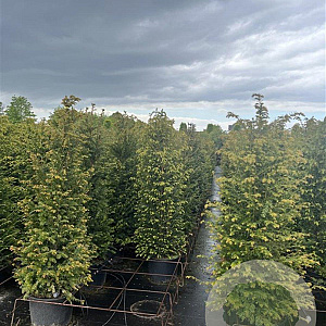 Taxus baccata 125-150 cm 20L