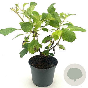 Hydrangea quercifolia 25-30 cm 2,0L