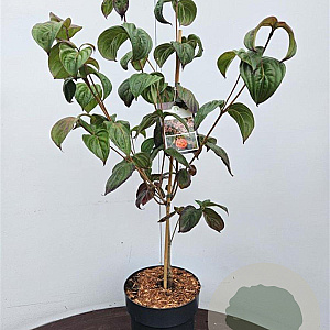 Cornus k. 'Satomi' 60-80 cm 7,5L