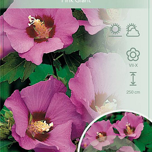 Hibiscus syr. Pink Giant 120 cm stam 7,5L