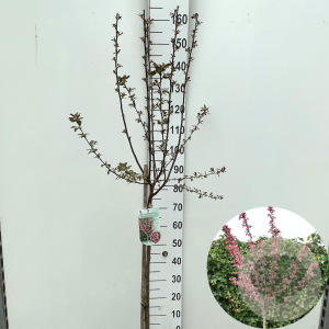 Malus toringo 'Freja' 90 cm stam 7,5L