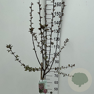 Malus toringo 'Freja' 90 cm stam 7,5L