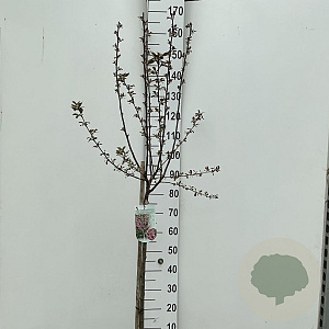 Malus toringo 'Freja' 90 cm stam 7,5L
