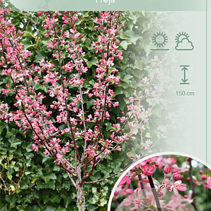Malus toringo 'Freja' 90 cm stam 7,5L