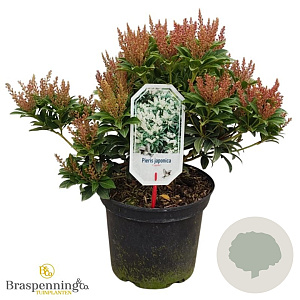 Pieris jap. 'Cupido' 30-40 cm 5,0L struik