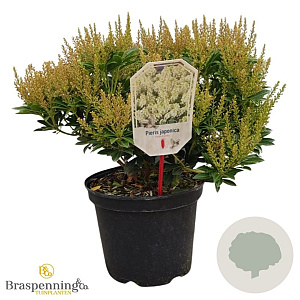 Pieris jap. 'Debutante' 30-40 cm 5,0L struik