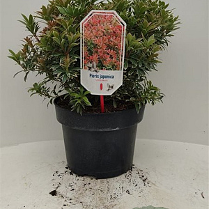 Pieris jap. 'Little Heath' 30-40 cm 5,0L struik