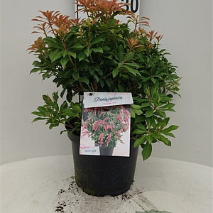 Pieris jap. 'Passion' 30-40 cm 5,0L struik