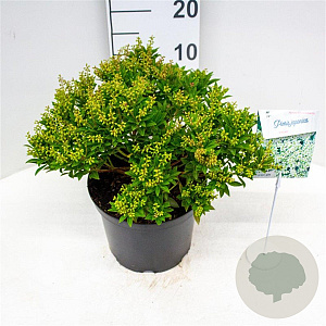 Pieris jap. 'Prelude' 30-40 cm 5,0L struik