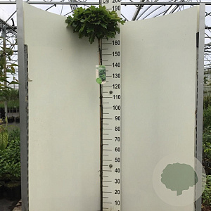 Quercus pal. 'Green Dwarf' 150 cm stam 10L