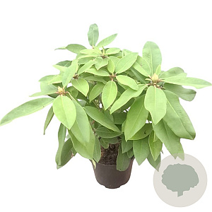 Rhododendron 'Anna Rose Whitney' 30-40 cm 5,0L struik