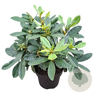 Rhododendron Belami 30-40 cm 5,0L struik