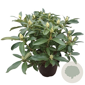 Rhododendron (AC) 'Cunningh. Blush' 30-40 cm 5,0L struik