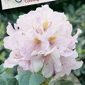 Rhododendron (AC) 'Cunningh. Blush' 30-40 cm 5,0L struik