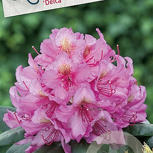 Rhododendron 'Delta' 30-40 cm 5,0L struik