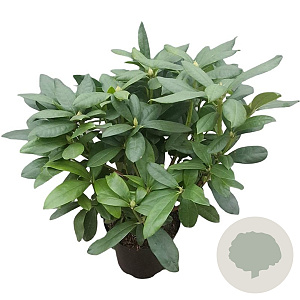 Rhododendron 'Delta' 30-40 cm 5,0L struik