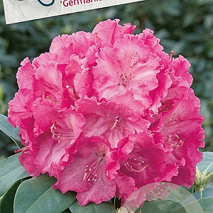 Rhododendron 'Germania' 30-40 cm 5,0L struik