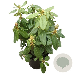 Rhododendron 'Nancy Evans' 30-40 cm 5,0L struik