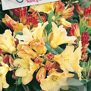 Rhododendron 'Nancy Evans' 30-40 cm 5,0L struik