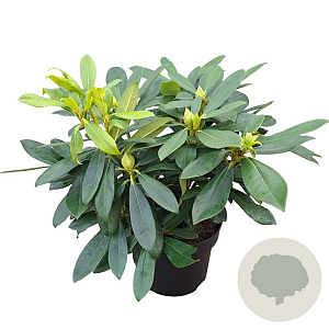 Rhododendron 'Orakel' 30-40 cm 5,0L struik