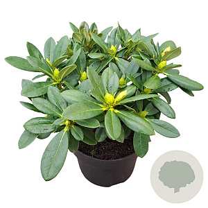 Rhododendron 'Sun Glory' 30-40 cm 5,0L struik
