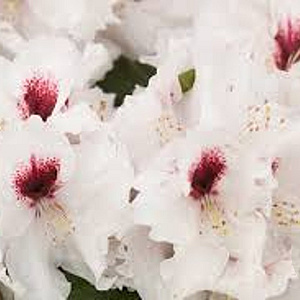 Rhododendron (AM) 'Prinses Máxima' 30-40 cm 5,0L struik