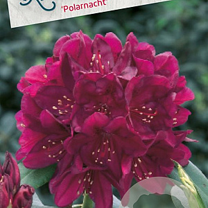 Rhododendron (P) 'Polarnacht' 30-40 cm 5,0L struik