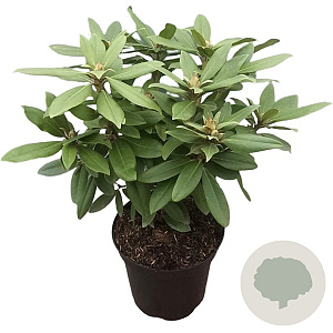 Rhododendron (P) 'Polarnacht' 30-40 cm 5,0L struik