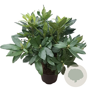 Rhododendron ponticum 30-40 cm 5,0L struik