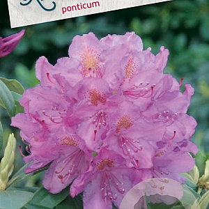 Rhododendron ponticum 30-40 cm 5,0L struik