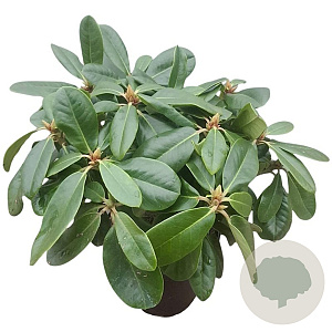 Rhododendron 'Scintillation' 30-40 cm 5,0L struik