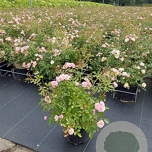Rosa (P) 'The Fairy' 30-40 cm 3,0L