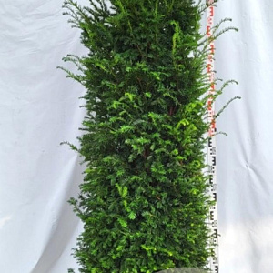 Taxus baccata 175-200 cm draadkluit extra