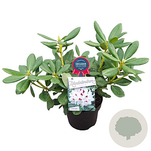 Rhododendron (AC) 'Schneeauge' 30-40 cm 5,0L struik