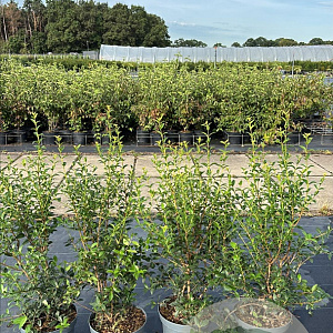Prunus spinosa 40-60 cm 2,5L