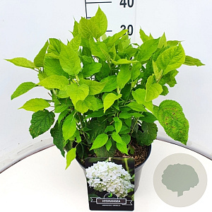 Hydrangea a. 'Annabelle' 30-40 cm 10L
