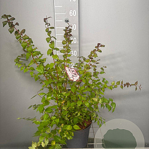 Kolkwitzia amabilis 30-40 cm 3,0L