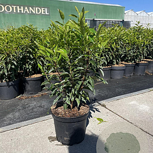 Prunus l. 'Angustifolia' 40-50 cm 5,0L