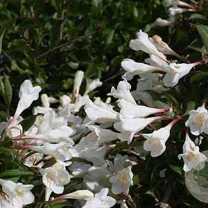 Weigela florida 'Black and White' 20-25 cm 3,0L